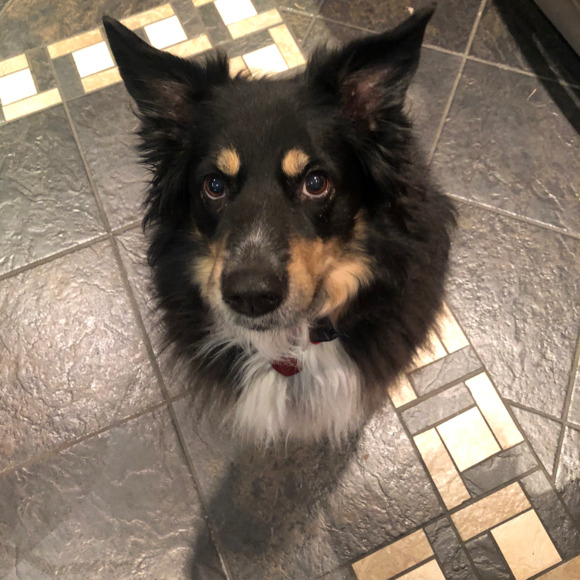 Meet your Posher, Allie - Picture 1 of 1